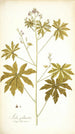 Sida palmata - Nikolaus Joseph Freiherr von Jacquin — widok dzieła
