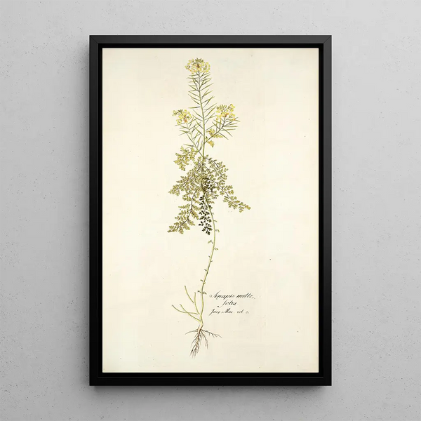 Sinapis millefolia - Nikolaus Joseph Freiherr von Jacquin — oprawiony obraz na ścianie