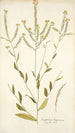Sisymbrium hispanicum - Nikolaus Joseph Freiherr von Jacquin — widok dzieła