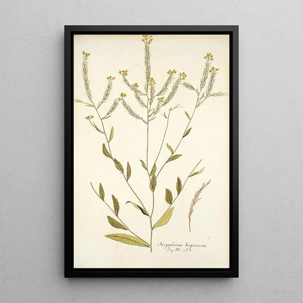 Sisymbrium hispanicum - Nikolaus Joseph Freiherr von Jacquin — oprawiony obraz na ścianie