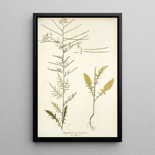 Sisymbrium pannonicum - Nikolaus Joseph Freiherr von Jacquin — oprawiony obraz na ścianie
