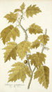 Solanum aculeatissimum - Nikolaus Joseph Freiherr von Jacquin — widok dzieła