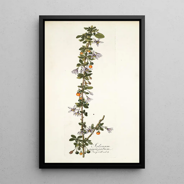 Solanum aggregatum - Nikolaus Joseph Freiherr von Jacquin — oprawiony obraz na ścianie