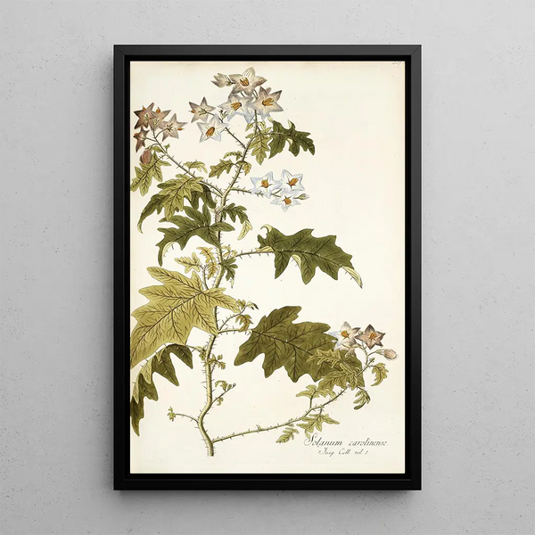 Solanum carolinense - Nikolaus Joseph Freiherr von Jacquin — oprawiony obraz na ścianie
