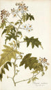 Solanum carolinense - Nikolaus Joseph Freiherr von Jacquin — widok dzieła