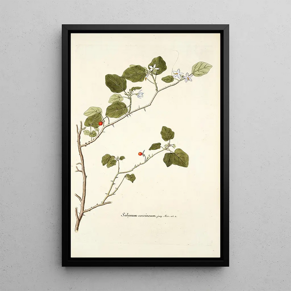 Solanum coccineum - Nikolaus Joseph Freiherr von Jacquin — oprawiony obraz na ścianie