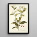 Solanum corymbosum - Nikolaus Joseph Freiherr von Jacquin — oprawiony obraz na ścianie