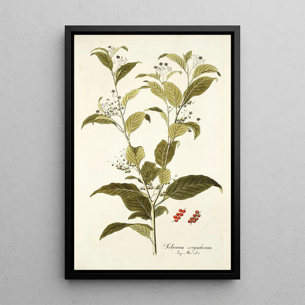 Solanum corymbosum - Nikolaus Joseph Freiherr von Jacquin — oprawiony obraz na ścianie