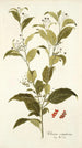 Solanum corymbosum - Nikolaus Joseph Freiherr von Jacquin — widok dzieła