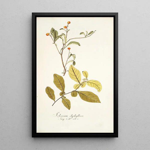 Solanum diphyllum - Nikolaus Joseph Freiherr von Jacquin — oprawiony obraz na ścianie