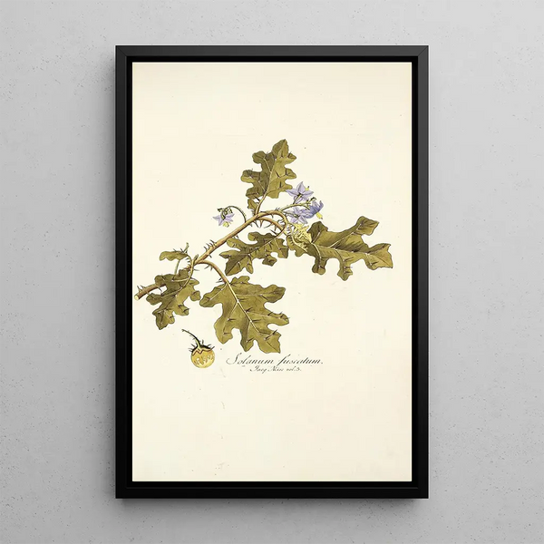 Solanum fuscatum - Nikolaus Joseph Freiherr von Jacquin — oprawiony obraz na ścianie