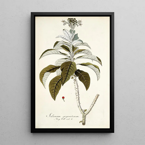 Solanum giganteum - Nikolaus Joseph Freiherr von Jacquin — oprawiony obraz na ścianie