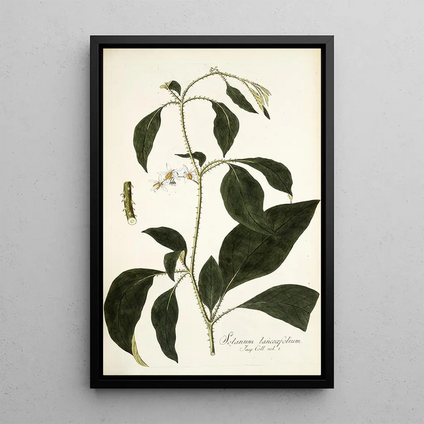 Solanum lanceaefolium - Nikolaus Joseph Freiherr von Jacquin — oprawiony obraz na ścianie