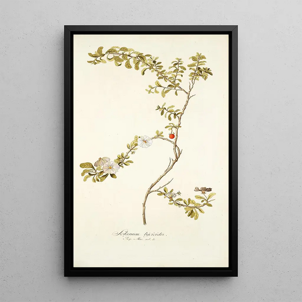 Solanum lycioides - Nikolaus Joseph Freiherr von Jacquin — oprawiony obraz na ścianie