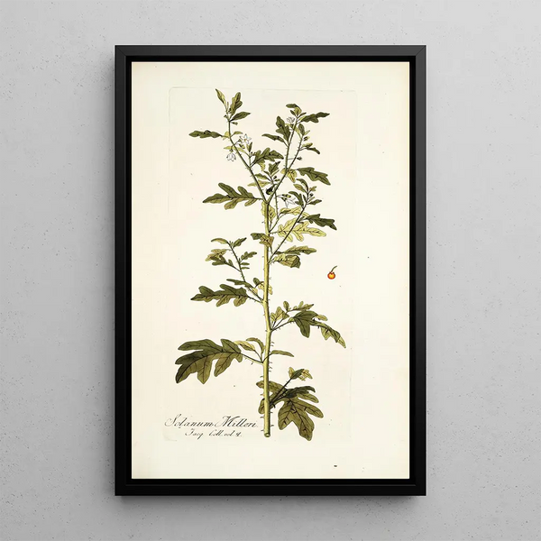 Solanum milleri - Nikolaus Joseph Freiherr von Jacquin — oprawiony obraz na ścianie