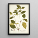 Solanum nodiflorum - Nikolaus Joseph Freiherr von Jacquin — oprawiony obraz na ścianie