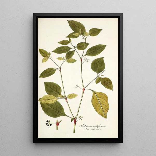 Solanum nodiflorum - Nikolaus Joseph Freiherr von Jacquin — oprawiony obraz na ścianie