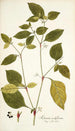 Solanum nodiflorum - Nikolaus Joseph Freiherr von Jacquin — widok dzieła