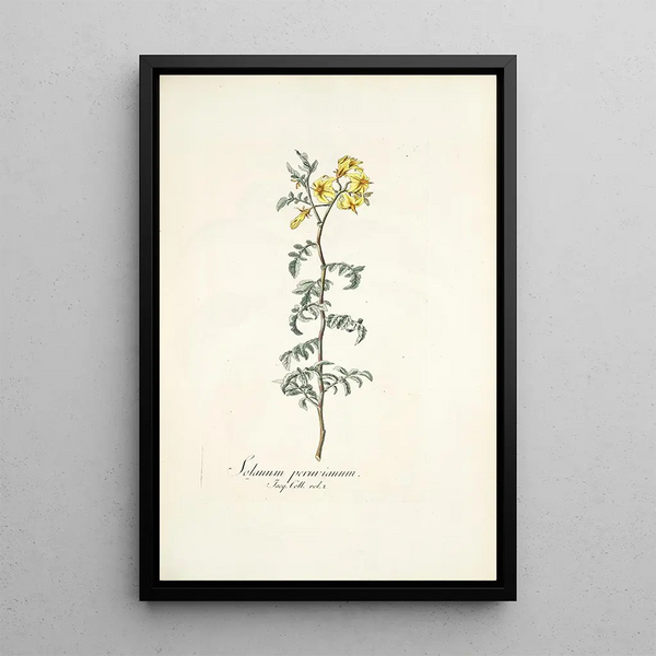 Solanum peruvianum - Nikolaus Joseph Freiherr von Jacquin — oprawiony obraz na ścianie
