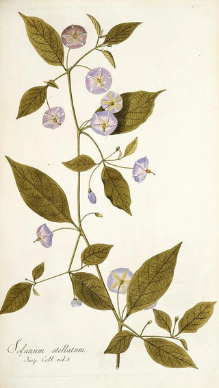 Nikolaus Joseph Freiherr von Jacquin - Solanum stellatum.webp