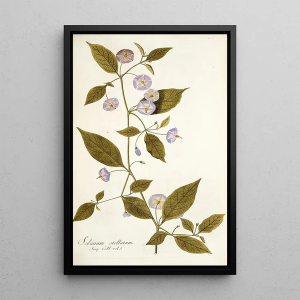 Solanum stellatum - Nikolaus Joseph Freiherr von Jacquin — oprawiony obraz na ścianie