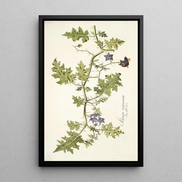 Solanum virginianum - Nikolaus Joseph Freiherr von Jacquin — oprawiony obraz na ścianie