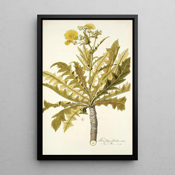 Sonchus fruticosus - Nikolaus Joseph Freiherr von Jacquin — oprawiony obraz na ścianie