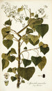 Spananthe paniculata - Nikolaus Joseph Freiherr von Jacquin — widok dzieła