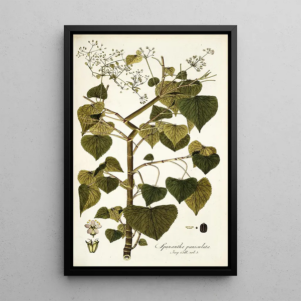 Spananthe paniculata - Nikolaus Joseph Freiherr von Jacquin — oprawiony obraz na ścianie