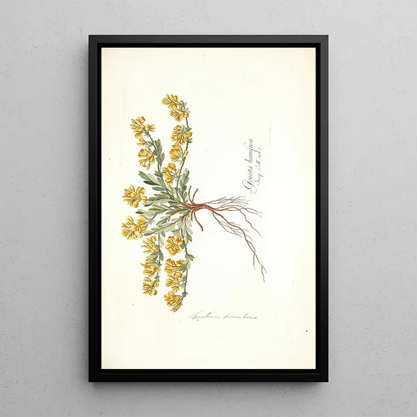 Spartium decumbens - Nikolaus Joseph Freiherr von Jacquin — oprawiony obraz na ścianie
