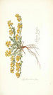 Spartium decumbens - Nikolaus Joseph Freiherr von Jacquin — widok dzieła