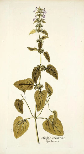 Nikolaus Joseph Freiherr von Jacquin - Stachys canariensis.webp