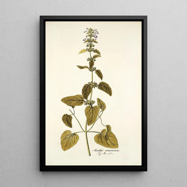 Stachys canariensis - Nikolaus Joseph Freiherr von Jacquin — oprawiony obraz na ścianie