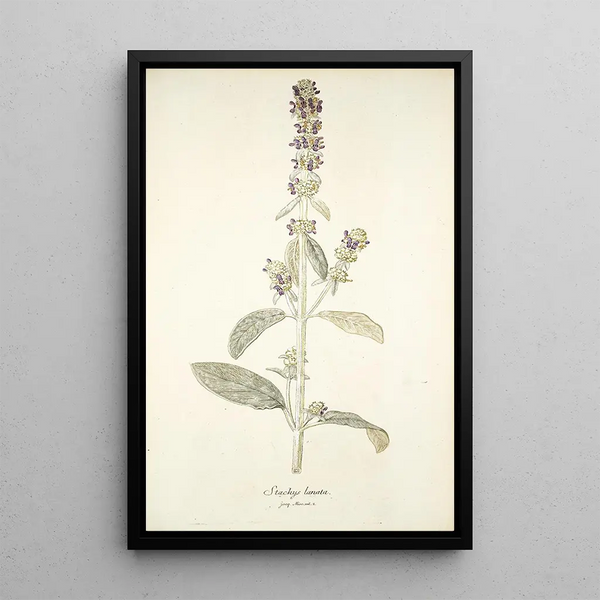 Stachys lanata - Nikolaus Joseph Freiherr von Jacquin — oprawiony obraz na ścianie