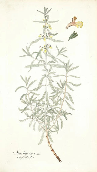 Nikolaus Joseph Freiherr von Jacquin - Stachys rugosa.webp