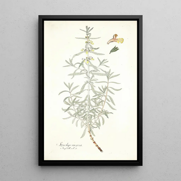 Stachys rugosa - Nikolaus Joseph Freiherr von Jacquin — oprawiony obraz na ścianie