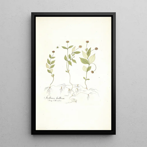 Stellaria bulbosa - Nikolaus Joseph Freiherr von Jacquin — oprawiony obraz na ścianie