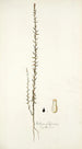 Stellera passerina - Nikolaus Joseph Freiherr von Jacquin — widok dzieła