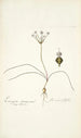 Strumaria filifolia - Nikolaus Joseph Freiherr von Jacquin — widok dzieła