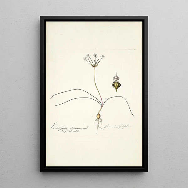 Strumaria filifolia - Nikolaus Joseph Freiherr von Jacquin — oprawiony obraz na ścianie
