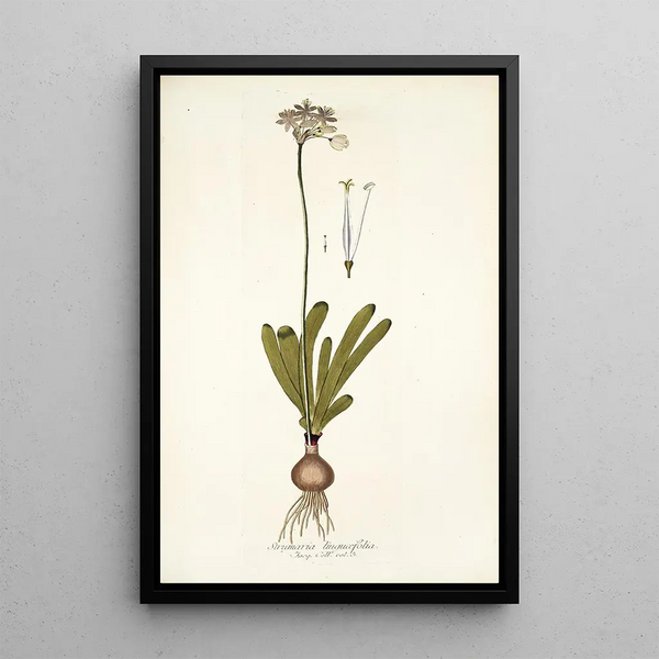 Strumaria linguaefolia - Nikolaus Joseph Freiherr von Jacquin — oprawiony obraz na ścianie