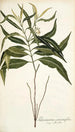 Tabernaemontana persicariaefolia - Nikolaus Joseph Freiherr von Jacquin — widok dzieła