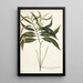 Tabernaemontana persicariaefolia - Nikolaus Joseph Freiherr von Jacquin — oprawiony obraz na ścianie