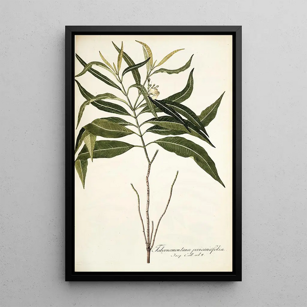 Tabernaemontana persicariaefolia - Nikolaus Joseph Freiherr von Jacquin — oprawiony obraz na ścianie
