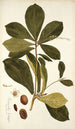 Terminalia catappa - Nikolaus Joseph Freiherr von Jacquin — widok dzieła
