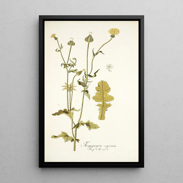 Thagopogon capensis - Nikolaus Joseph Freiherr von Jacquin — oprawiony obraz na ścianie