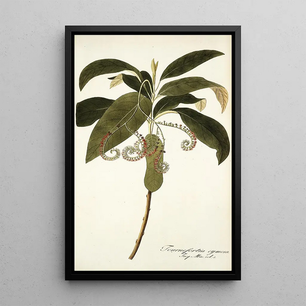 Tournefortia cymosa - Nikolaus Joseph Freiherr von Jacquin — oprawiony obraz na ścianie