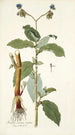 Tradescantia erecta - Nikolaus Joseph Freiherr von Jacquin — widok dzieła