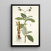Tradescantia erecta - Nikolaus Joseph Freiherr von Jacquin — oprawiony obraz na ścianie