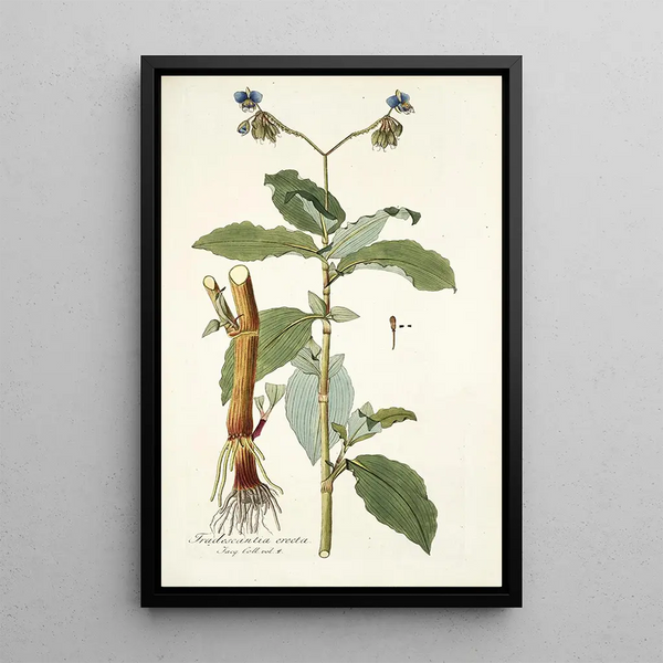 Tradescantia erecta - Nikolaus Joseph Freiherr von Jacquin — oprawiony obraz na ścianie